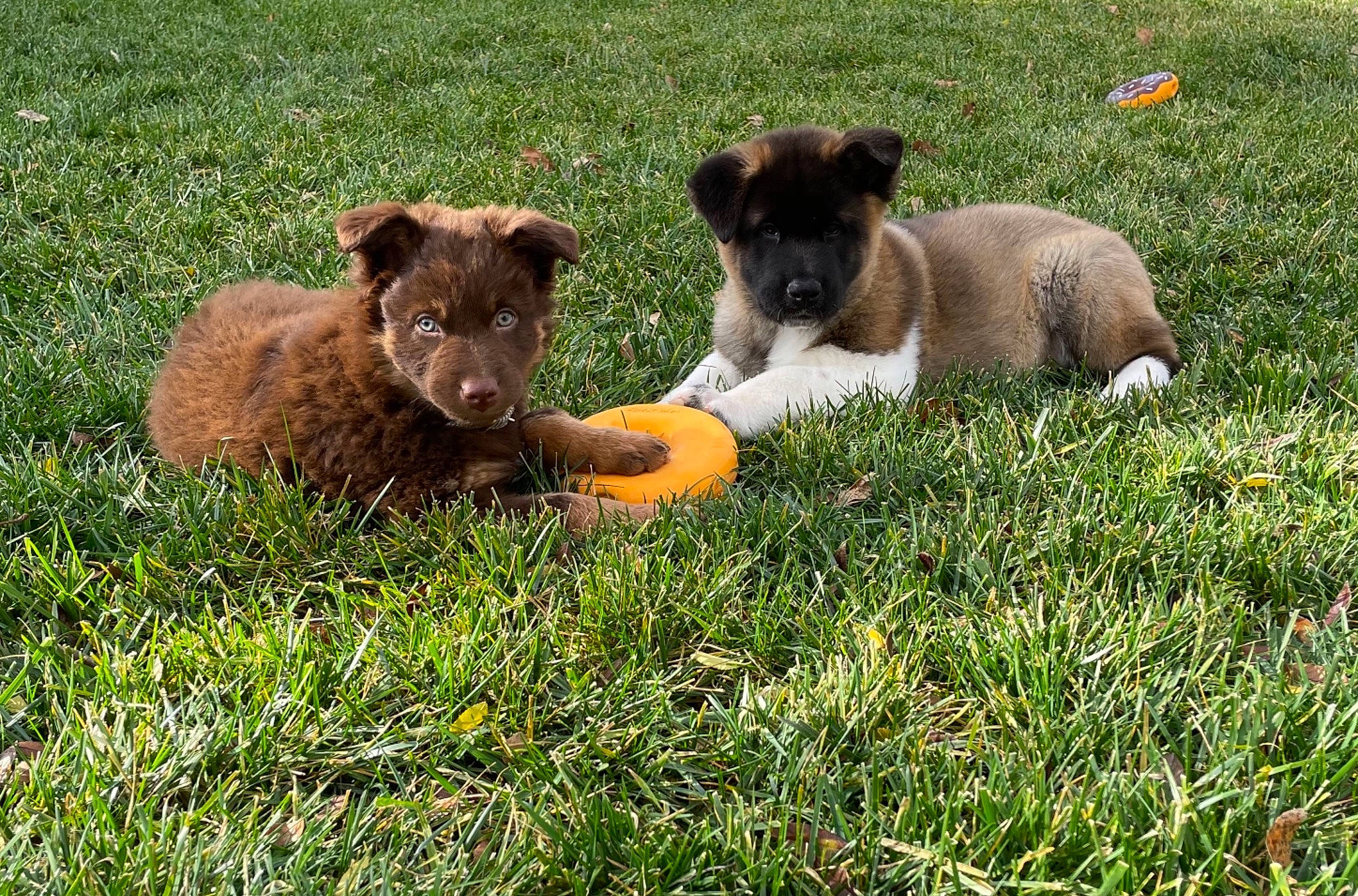 Claire joined the competition — help win amazing prizes! canidae, carnivore, companion_dog, dog, dog_breed, dog_sports, fawn, field, grass, grassland, grazing, groundcover, herding_dog, irish_terrier, pasture, snout, sporting_group, tableware, terrestrial_animal, working_animal