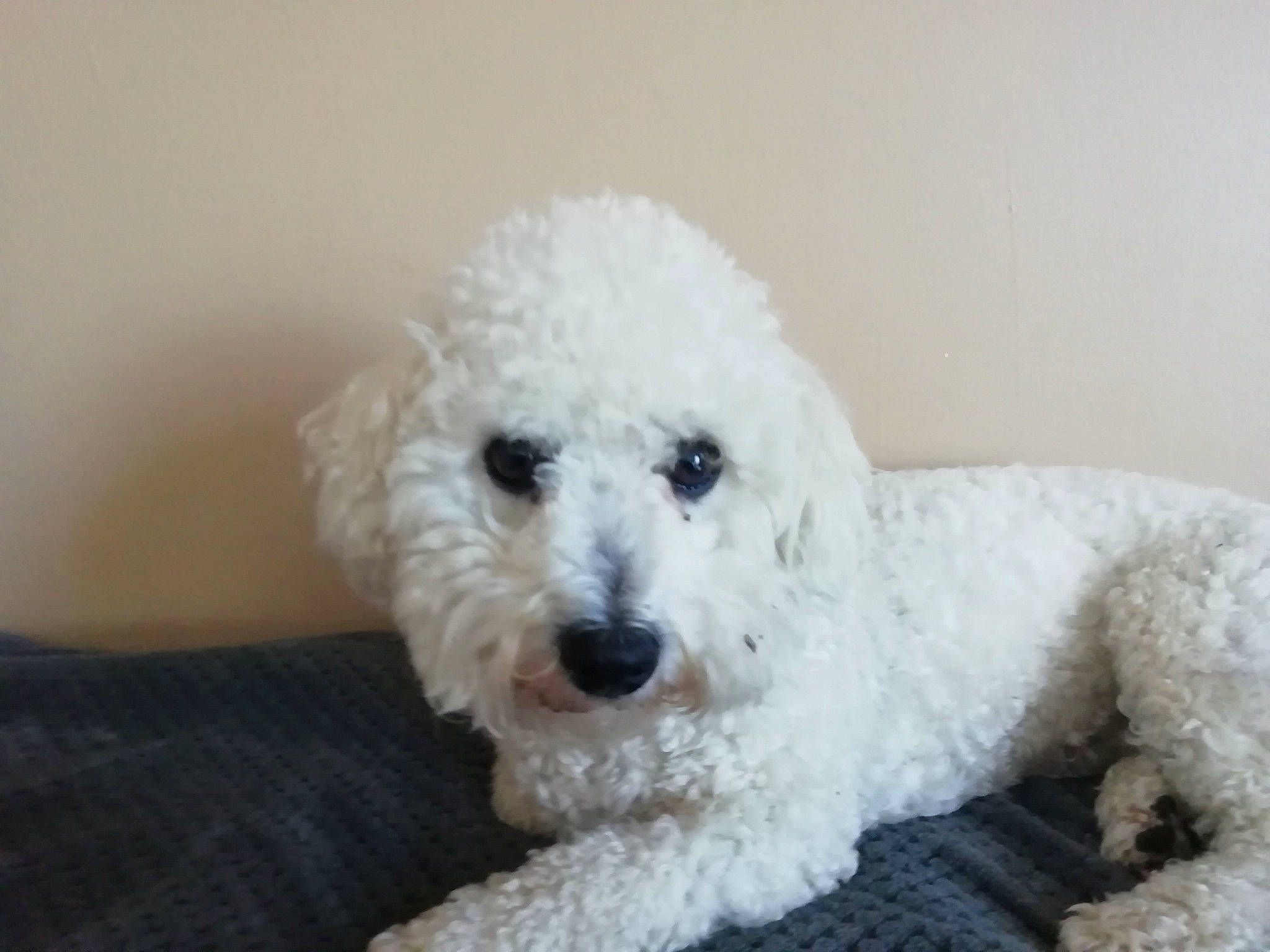 Ola a rejoint le concours — aidez-le/la à gagner de superbes lots ! bichon_frise, canidae, carnivore, companion_dog, dog, dog_breed, goldendoodle, maltepoo, mammal, miniature_poodle, non_sporting_group, poodle, poodle_crossbreed, rare_breed_dog, sporting_group, terrier, toy_dog, toy_poodle, vertebrate, white