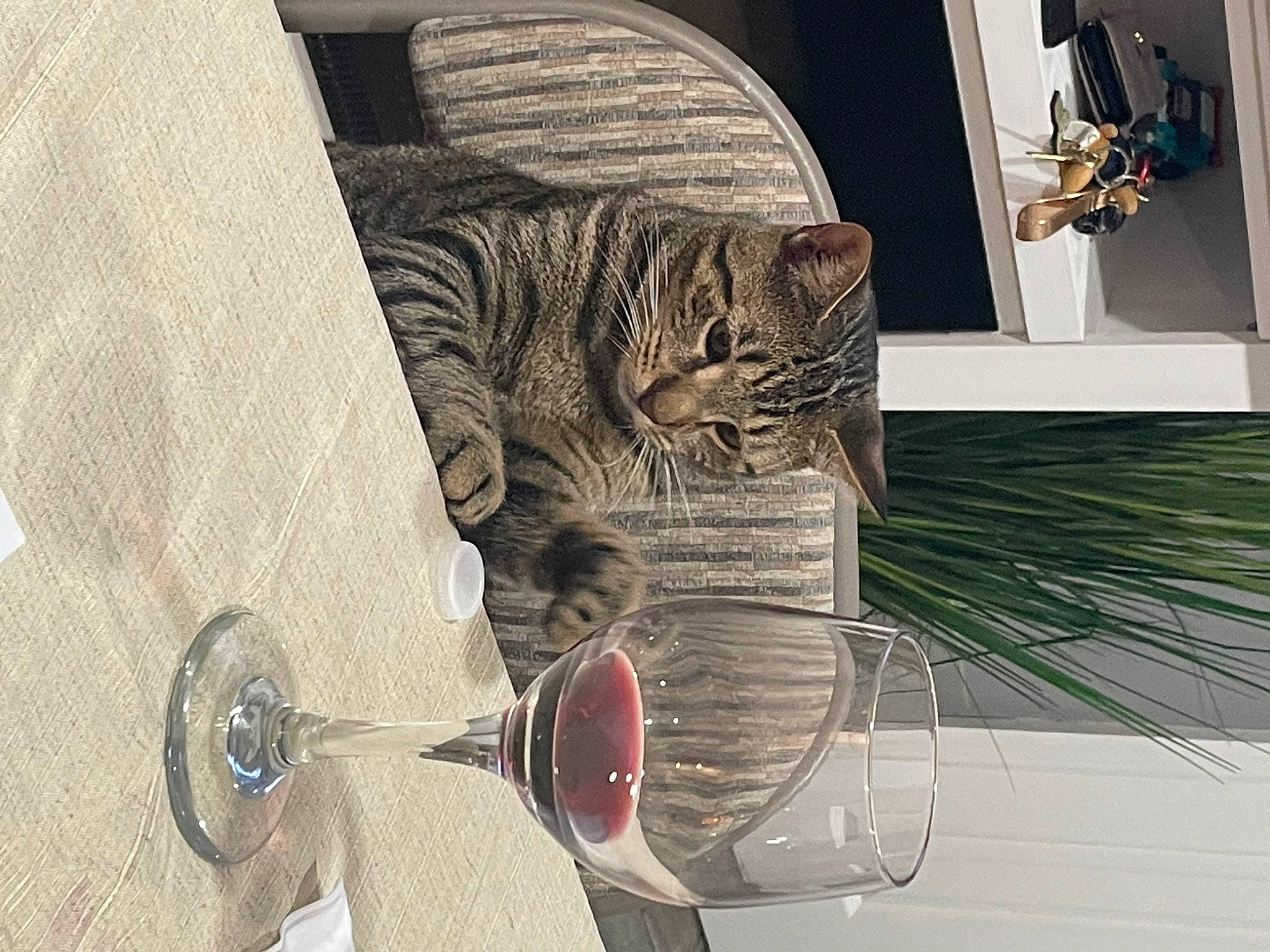 Knox is registered to the contest to win money with this photo: art, carnivore, cat, domestic_short_haired_cat, drinkware, felidae, font, fur, organism, pattern, plant, room, small_to_medium_sized_cats, tail, terrestrial_animal, water, whiskers, window, wine_glass, wood