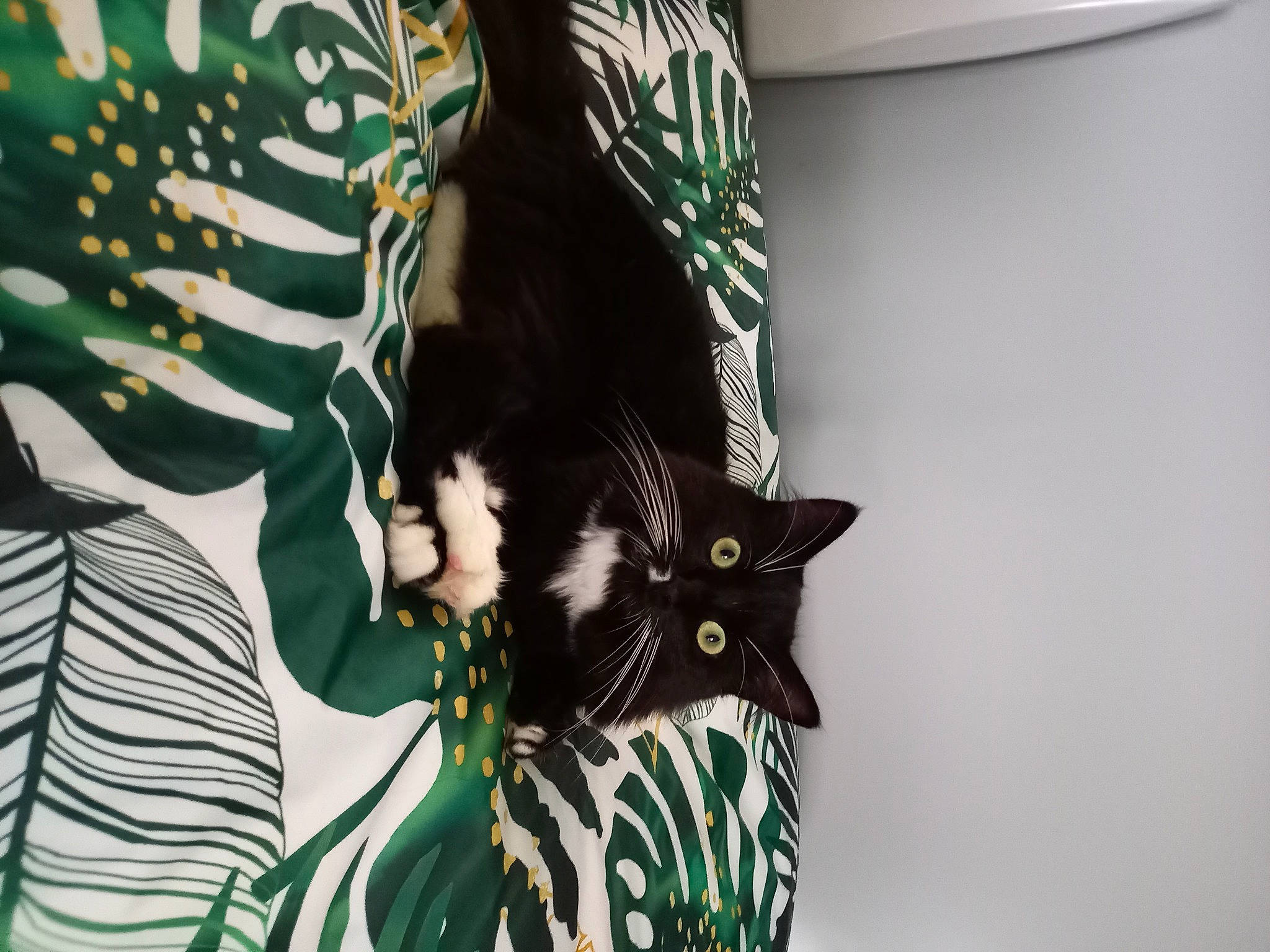 Rocket participe au concours pour gagner de l'argent avec cette photo : black_cat, carnivore, cat, comfort, domestic_short_haired_cat, felidae, fur, grass, hat, linens, mammal, pattern, room, sleeve, small_to_medium_sized_cats, t_shirt, tail, tree, visual_arts, whiskers