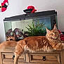 cat, orange_cat, fluffy, fish_tank, aquarium, wooden_cabinet, indoor, pet, furniture, plant, decoration, Santa, holiday_decor, relaxed, curious, long_tail, ears, eyes, animal, home