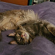 Themis a rejoint le concours — aidez-le/la à gagner de superbes lots ! cat, fluffy, long_hair, relaxed, purple_blanket, pet, animal, feline, cute, whiskers, lying_down, cozy, indoor, fur, tabby, stretching, soft, mammal, domestic, resting