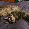 cat, fluffy, long_hair, relaxed, purple_blanket, pet, animal, feline, cute, whiskers, lying_down, cozy, indoor, fur, tabby, stretching, soft, mammal, domestic, resting