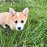 adorable, animal, canine, cute, dog, ears, face, field, fluffy, fur, grass, green, looking_up, mammal, nature, outdoor, pet, puppy, small, young