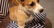 Bridget a rejoint le concours — aidez-le/la à gagner de superbes lots ! animal, attention, blue, chair, collar, corgi, cute, dog, ears, floor, fur, indoor, leash, pattern, pet, puppy, sitting, small, snout, white