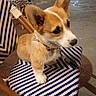 animal, attention, blue, chair, collar, corgi, cute, dog, ears, floor, fur, indoor, leash, pattern, pet, puppy, sitting, small, snout, white