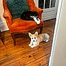 animal, black_and_white_cat, cat, chair, companion, corgi, cozy, cushion, dog, domestic, door, feline, floor, indoor, orange_chair, pet, puppy, relaxed, vintage_furniture, wooden_floor