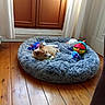 animal, colorful, cozy, curtain, cute, dog, domestic, door, fluffy, furniture, home, indoor, peaceful, pet_bed, puppy, relaxing, resting, small_dog, toy, wooden_floor