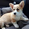 puppy, dog, corgi, pet_bed, car_interior, cozy, fluffy, young_dog, cute, animal, canine, ears, fur, car_seat, domestic_animal, resting, looking_away, indoors, soft, small_dog