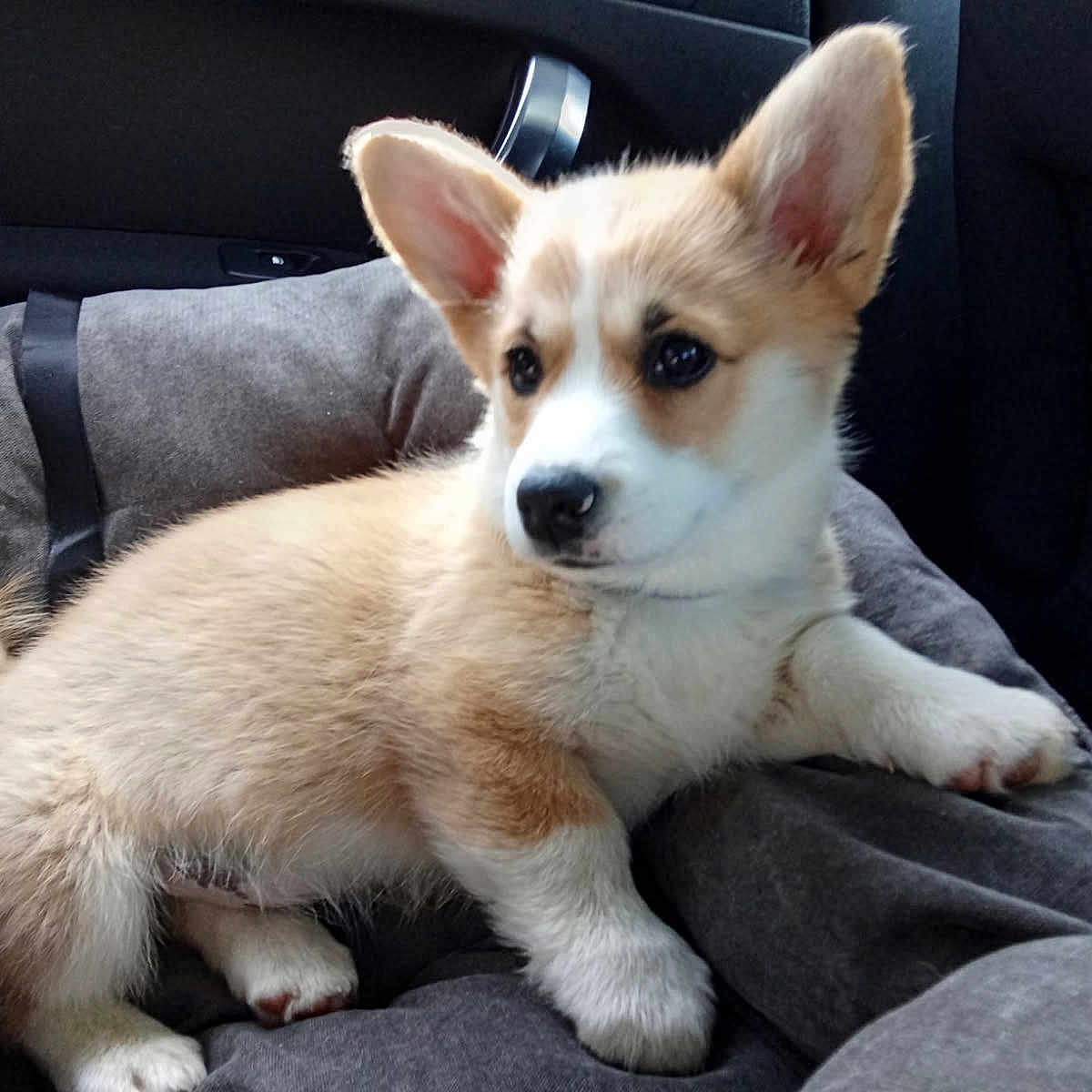 Bridget a rejoint le concours — aidez-le/la à gagner de superbes lots ! puppy, dog, corgi, pet_bed, car_interior, cozy, fluffy, young_dog, cute, animal, canine, ears, fur, car_seat, domestic_animal, resting, looking_away, indoors, soft, small_dog