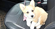 Bridget participe au concours pour gagner de l'argent avec cette photo : puppy, dog, corgi, car_interior, driver_seat, leather_seat, pet, animal, cute, young_dog, seatbelt, steering_wheel, car_floor, leash, window, dashboard, black_leather, small_dog, sitting, indoor