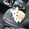 puppy, dog, corgi, car_interior, driver_seat, leather_seat, pet, animal, cute, young_dog, seatbelt, steering_wheel, car_floor, leash, window, dashboard, black_leather, small_dog, sitting, indoor