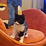 Vahina a rejoint le concours — aidez-le/la à gagner de superbes lots ! kitten, cat, black_and_white, orange_chair, swivel_chair, indoor, wooden_floor, pillow, colorful_pillow, curtain, pet, furniture, cozy, small_cat, domestic_cat, floor, animal, cute, young_cat, living_room