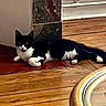 cat, black_and_white, indoor, wooden_floor, stone_wall, glass_table, furniture, pet, animal, relaxed, lying_down, curious, domestic, flooring, wood, table, home, cozy, resting, mammal