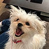 closeup, coffee_table, collar, couch, dog, fluffy, happy, home, indoor, joyful, laptop, leash, pet, playful, portrait, sitting, small_dog, teeth, tongue_out, white_fur