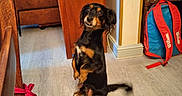 Pala a rejoint le concours — aidez-le/la à gagner de superbes lots ! attention, backpack, black, brown, cute, dog, domestic, ears, floor, flooring, head_tilt, home, indoor, looking, pet, sitting, small_dog, tail, tan, wooden_furniture