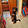 attention, backpack, black, brown, cute, dog, domestic, ears, floor, flooring, head_tilt, home, indoor, looking, pet, sitting, small_dog, tail, tan, wooden_furniture