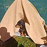 Pala participe au concours pour gagner de l'argent avec cette photo : animal, black, blanket, brown, canine, curious, daytime, dog, grass, nature, outdoor, pet, resting, shade, shadow, small_dog, sunlight, sunny, tent, water_bowl
