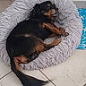Pala a rejoint le concours — aidez-le/la à gagner de superbes lots ! black, brown, content, cozy, curled_up, cute, dog, fluffy, fur, home, indoor, napping, paw, pet_bed, relaxed, rest, sleeping, small_dog, tail, tile_floor