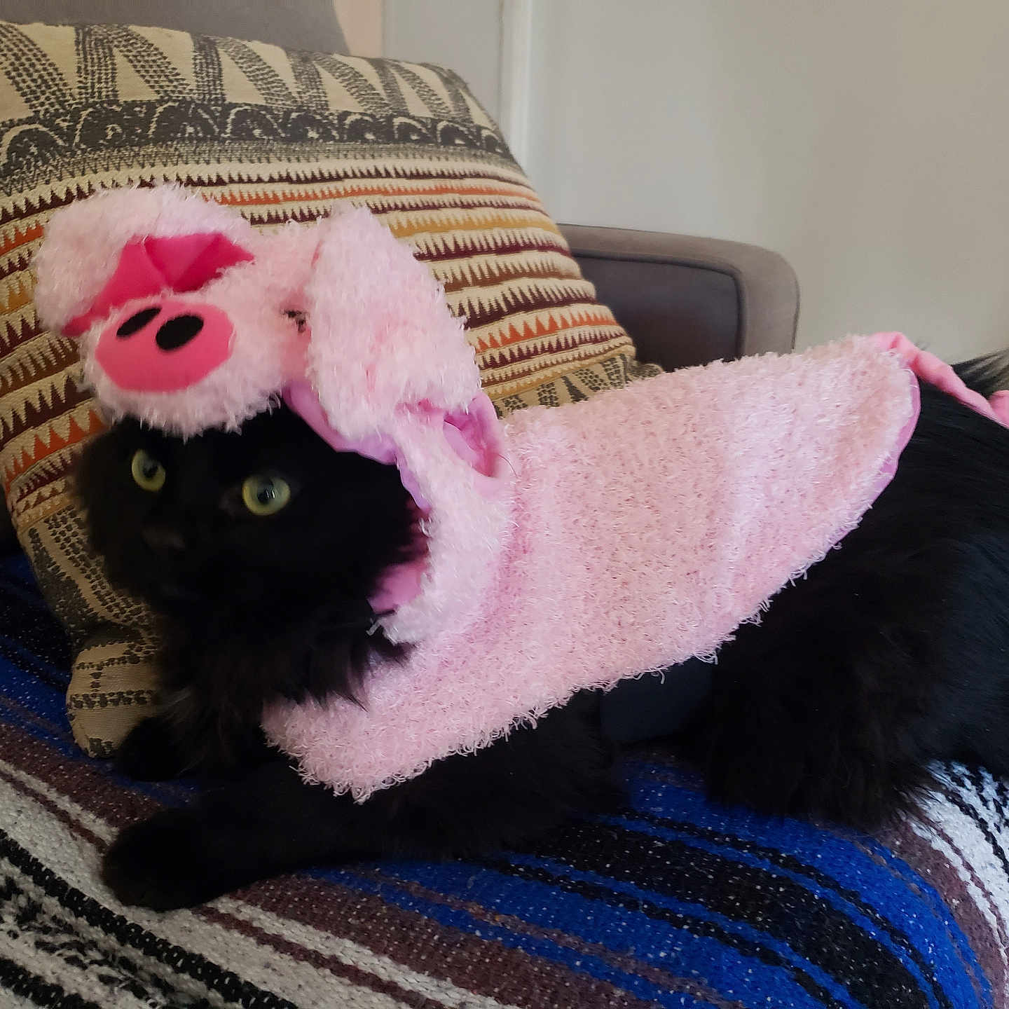 Koda joined the competition — help win amazing prizes! animal, architecture, blackcat, blanket, building, canine, cat, chair, clothing, couch, cushion, dog, furniture, homedecor, indoors, kitten, livingroom, pet, pillow, room