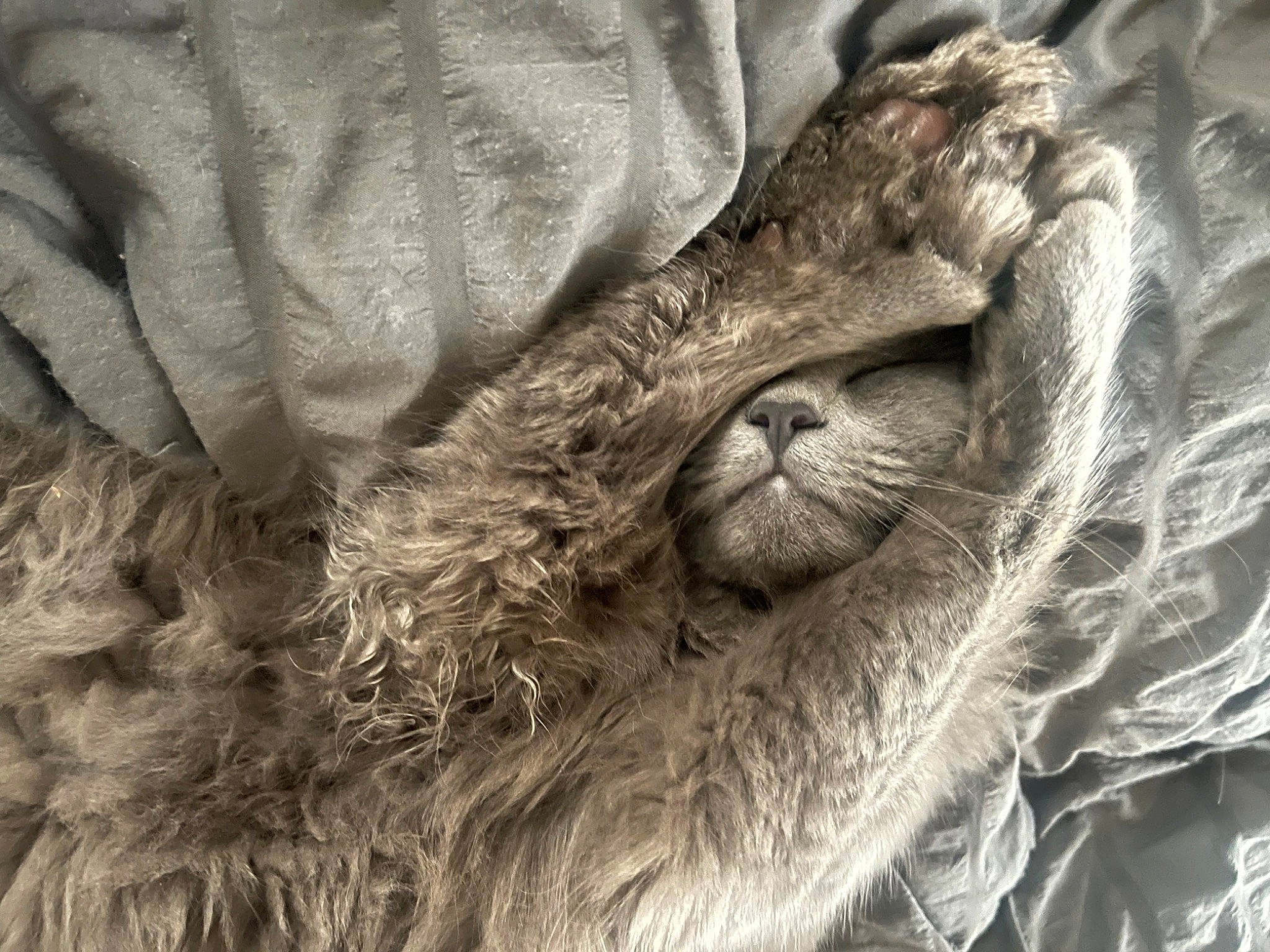 Burrito is registered to the contest to win money with this photo: claw, fawn, fur, human_leg, liver, livestock, natural_material, snout, sporting_group, terrestrial_animal, wildlife, wood, working_animal, wrinkle, zoo