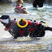 Pépète participe au concours pour gagner de l'argent avec cette photo : dog, water, life_jacket, splash, river, outdoor, play, animal, wet, black_and_white, daylight, pet, canine, active, nature, fun, summer, water_spray, red, shallow_water