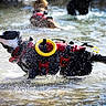 dog, water, life_jacket, splash, river, outdoor, play, animal, wet, black_and_white, daylight, pet, canine, active, nature, fun, summer, water_spray, red, shallow_water