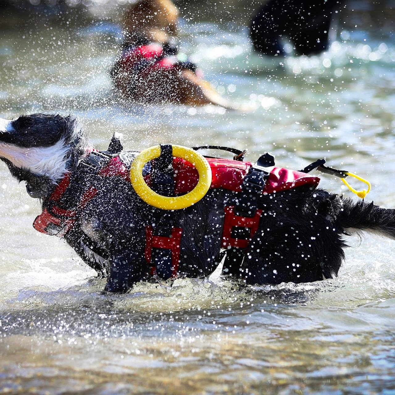 Pépète participe au concours pour gagner de l'argent avec cette photo : dog, water, life_jacket, splash, river, outdoor, play, animal, wet, black_and_white, daylight, pet, canine, active, nature, fun, summer, water_spray, red, shallow_water