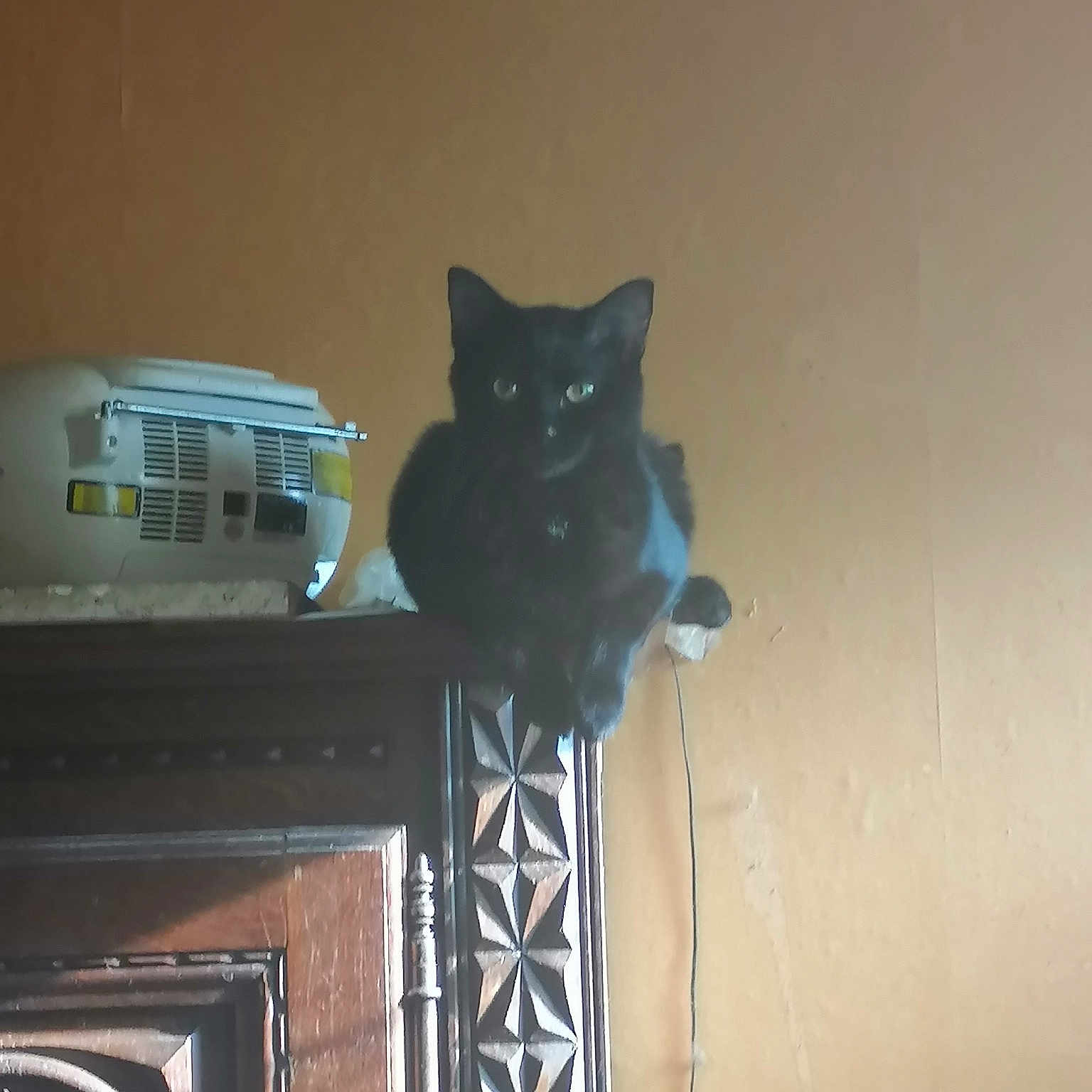 Bella a rejoint le concours — aidez-le/la à gagner de superbes lots ! audio_equipment, black_cat, bookcase, carnivore, cat, domestic_short_haired_cat, electrical_wiring, felidae, flooring, fur, hardwood, home_appliance, home_door, room, shelf, small_to_medium_sized_cats, tail, whiskers, wood, wood_stain
