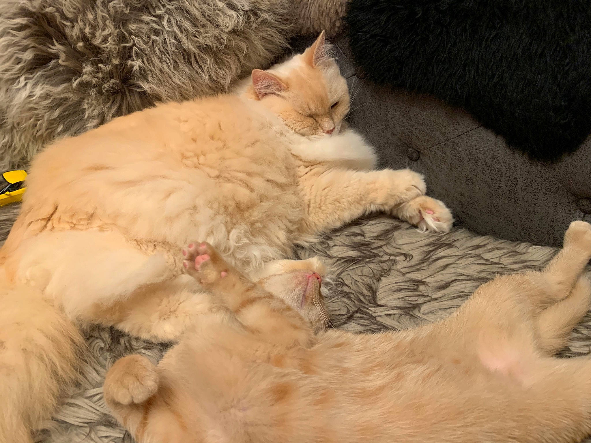 Bonifatsiy is registered to the contest to win money with this photo: carnivore, cat, cat_bed, claw, comfort, domestic_short_haired_cat, ear, fawn, felidae, fur, nap, paw, selkirk_rex, sleep, small_to_medium_sized_cats, snout, tail, terrestrial_animal, whiskers