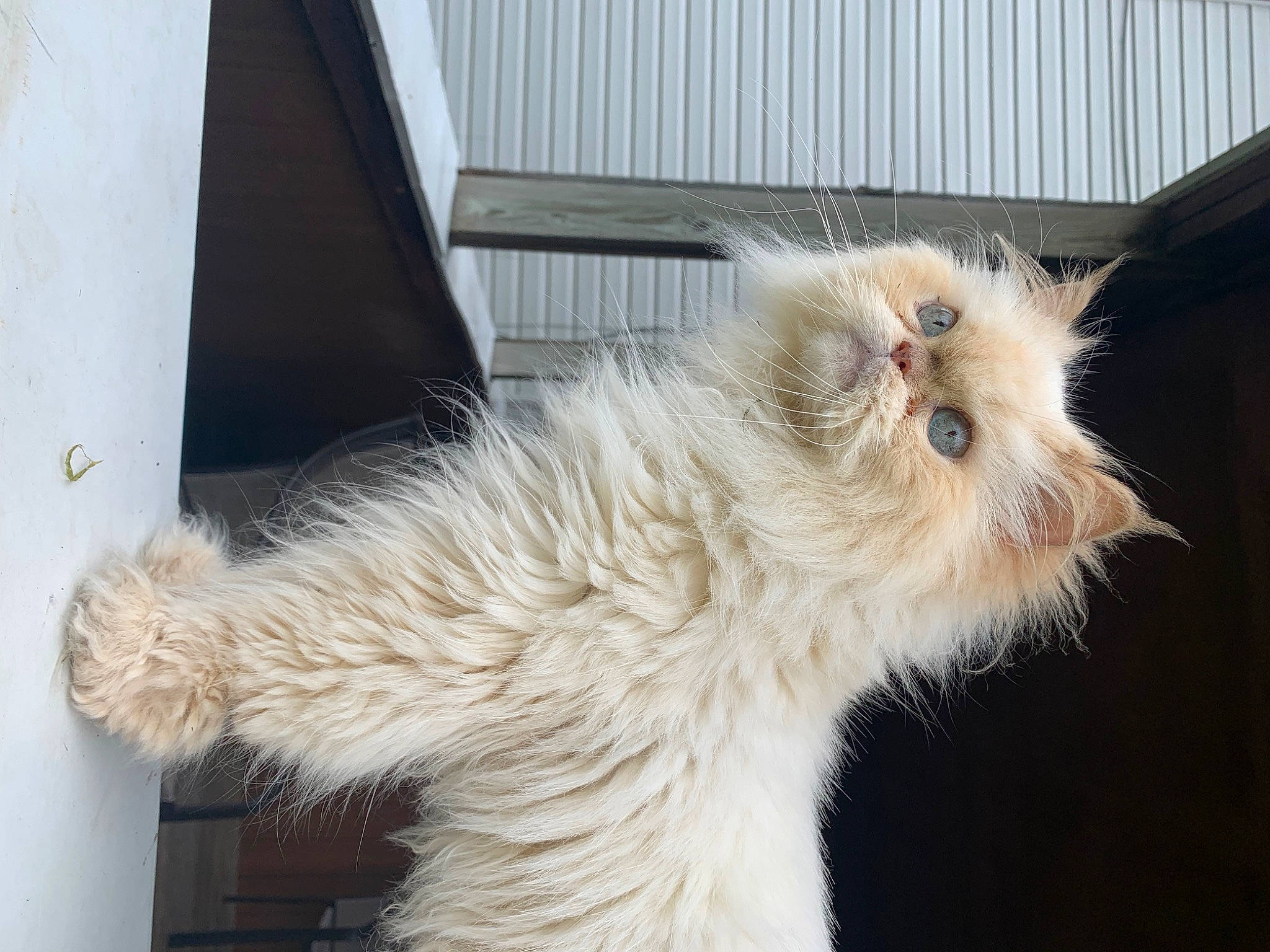 Bonifatsiy is registered to the contest to win money with this photo: animal_shelter, british_longhair, canidae, carnivore, cat, claw, companion_dog, dog_breed, fawn, felidae, fur, paw, service, small_to_medium_sized_cats, snout, sporting_group, tail, terrestrial_animal, whiskers, window