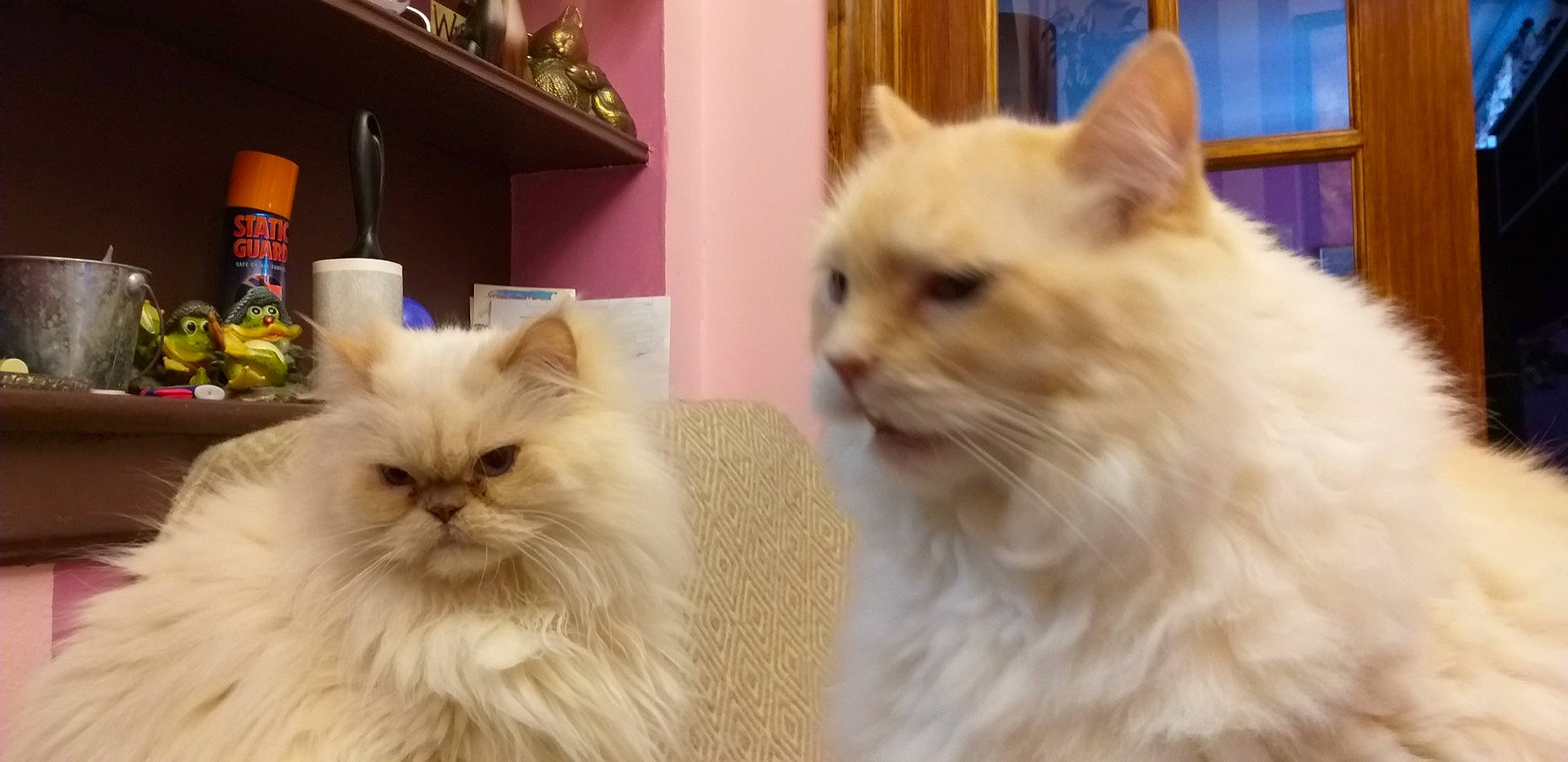 Bonifatsiy joined the competition — help win amazing prizes! blue, british_longhair, carnivore, cat, curtain, event, fawn, felidae, fur, mammal, paw, persian, picture_frame, plant, small_to_medium_sized_cats, snout, vertebrate, whiskers, window