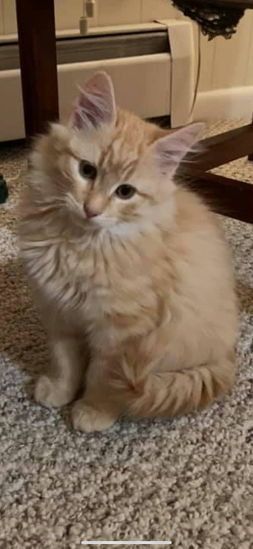 Rudy joined the competition — help win amazing prizes! british_longhair, carnivore, cat, claw, fawn, felidae, flooring, fur, iris, maine_coon, norwegian_forest_cat, paw, ragdoll, selkirk_rex, small_to_medium_sized_cats, snout, tail, terrestrial_animal, whiskers