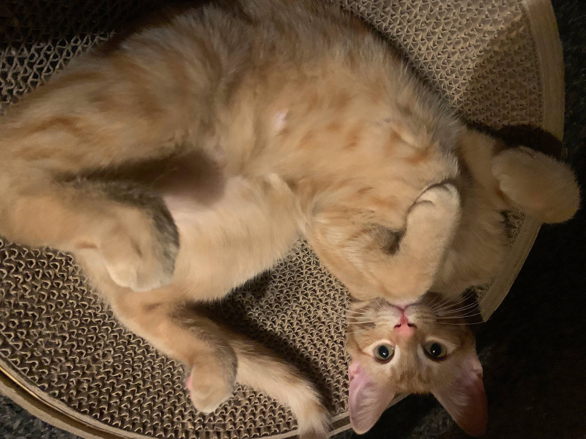 Rudy is registered to the contest to win money with this photo: canidae, carnivore, cat, cat_bed, claw, comfort, couch, domestic_short_haired_cat, ear, fang, fawn, felidae, fur, nap, paw, sleep, small_to_medium_sized_cats, snout, tail, whiskers