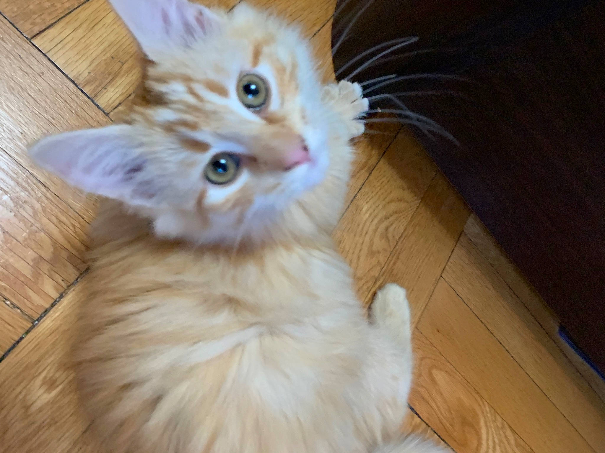 Rudy joined the competition — help win amazing prizes! carnivore, cat, claw, fawn, felidae, floor, flooring, fur, hardwood, laminate_flooring, paw, plank, small_to_medium_sized_cats, snout, tail, varnish, whiskers, wood, wood_flooring, wood_stain