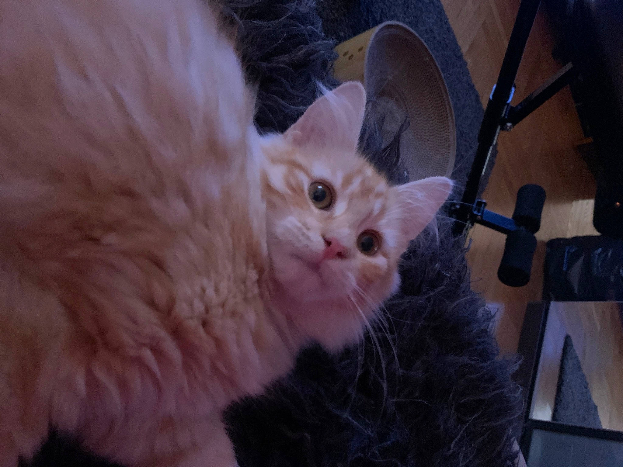 Rudy is registered to the contest to win money with this photo: carnivore, cat, claw, domestic_short_haired_cat, fawn, felidae, fur, paw, small_to_medium_sized_cats, snout, tail, whiskers, wood