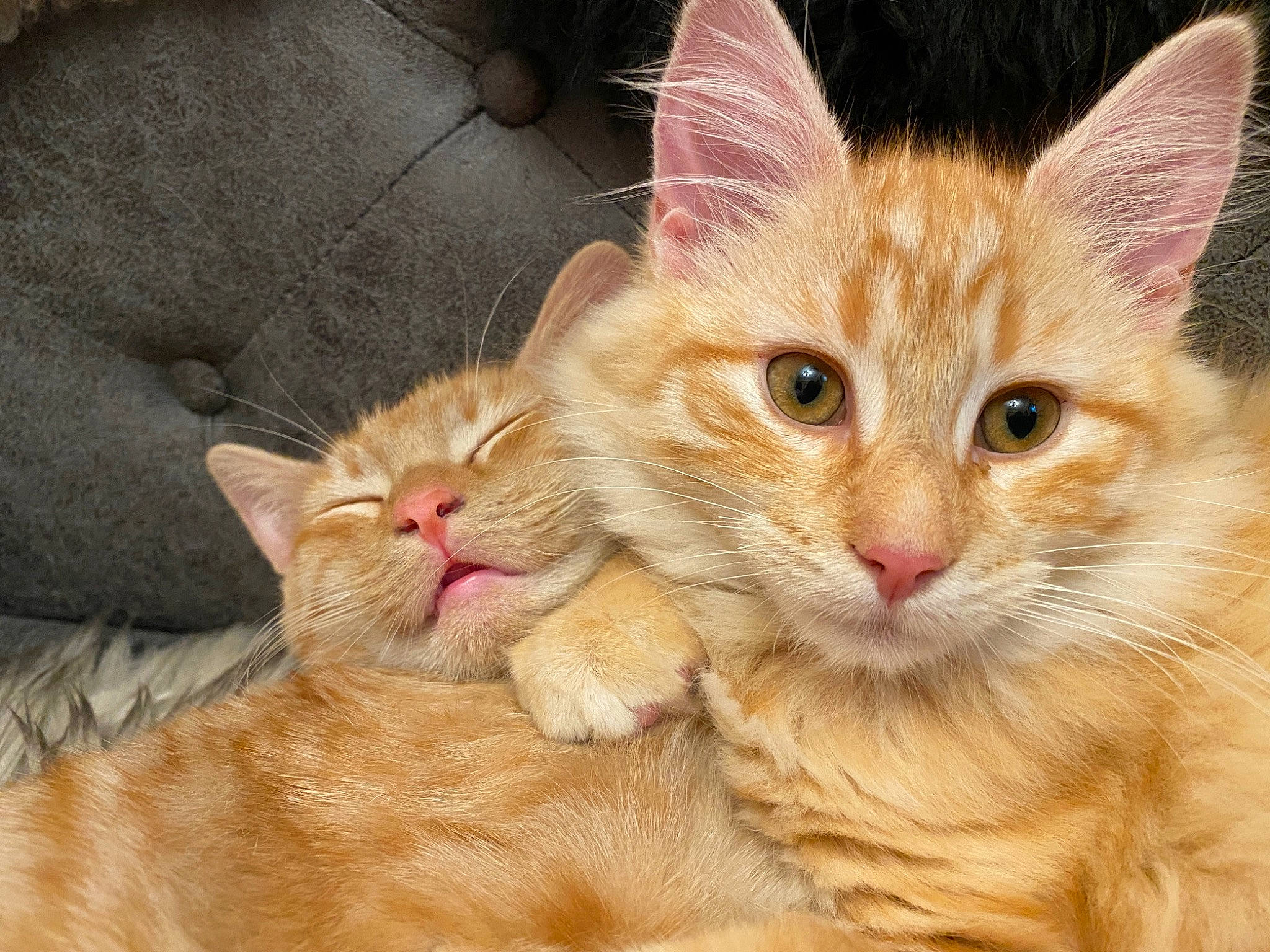 Rudy joined the competition — help win amazing prizes! carnivore, cat, claw, comfort, domestic_short_haired_cat, fawn, felidae, foot, fur, paw, peach, small_to_medium_sized_cats, snout, tail, whiskers