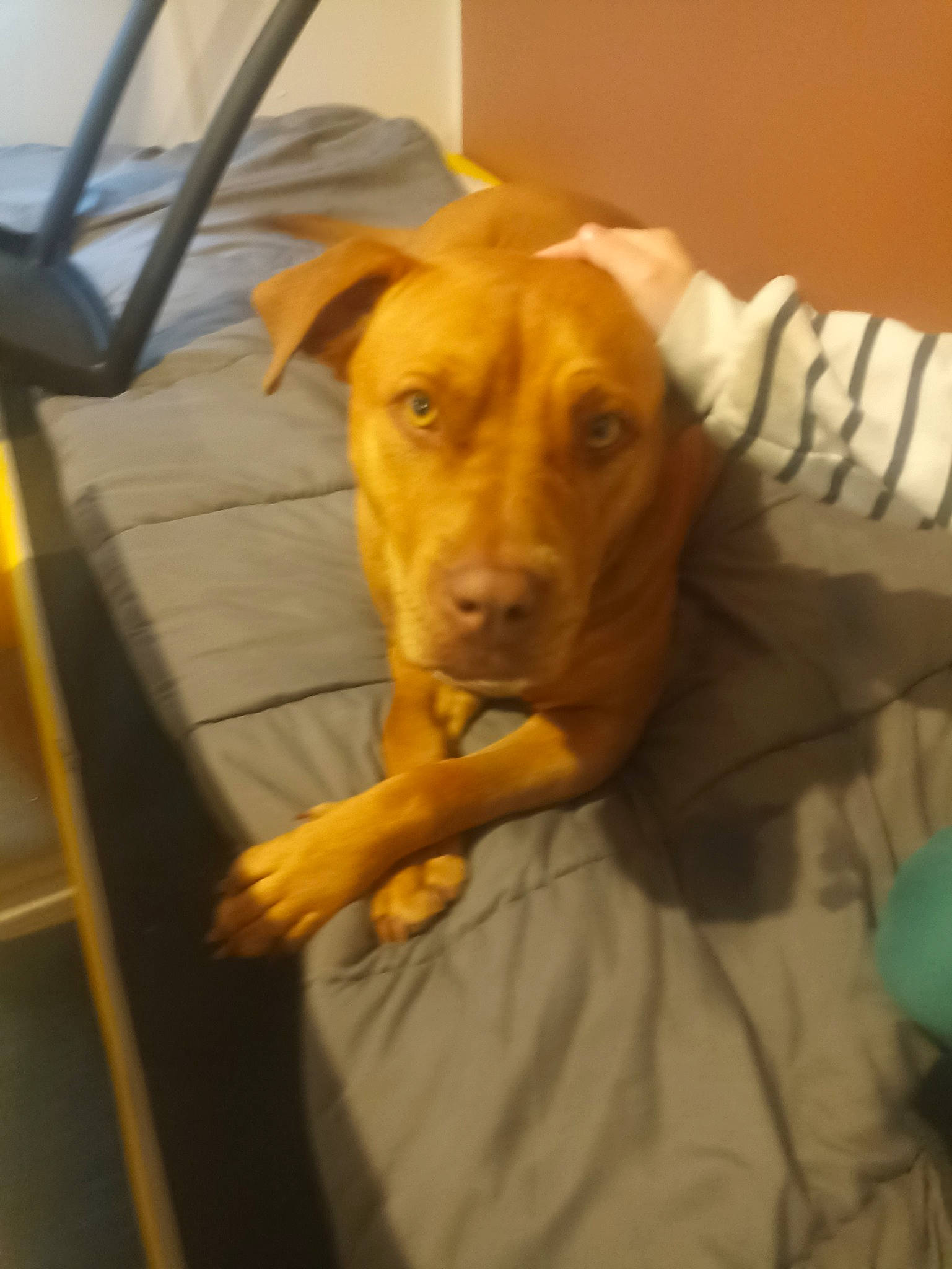 Reyna participe au concours pour gagner de l'argent avec cette photo : canidae, carnivore, chair, comfort, companion_dog, dog, dog_breed, ear, fawn, flooring, fur, linens, liver, selfie, snout, sporting_group, whiskers, wood, working_animal