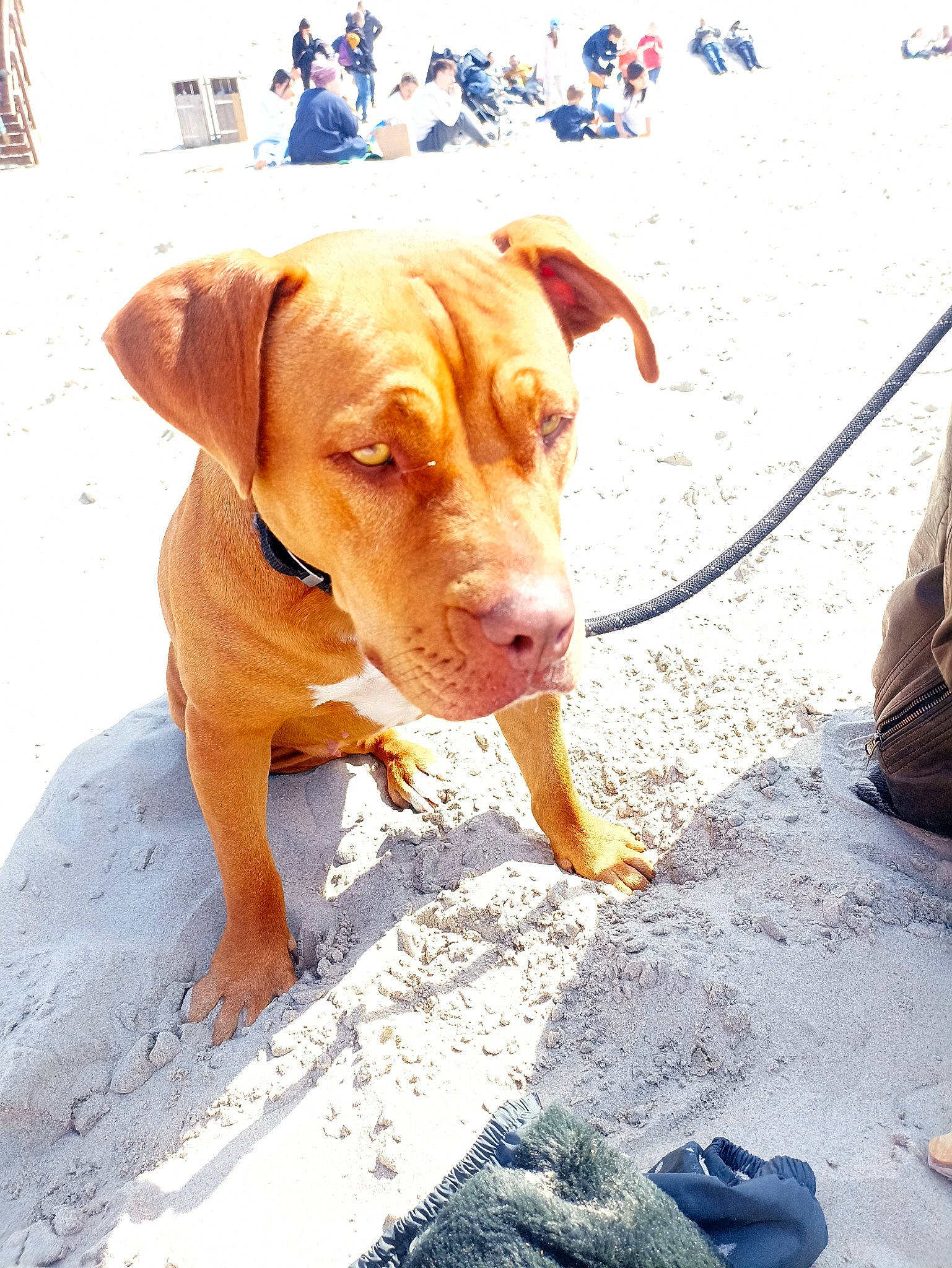 Reyna a rejoint le concours — aidez-le/la à gagner de superbes lots ! beach, canidae, carnivore, collar, companion_dog, dog, dog_breed, dog_collar, dog_supply, fawn, hunting_dog, liver, pet_supply, sand, shadow, sporting_group, working_animal, working_dog