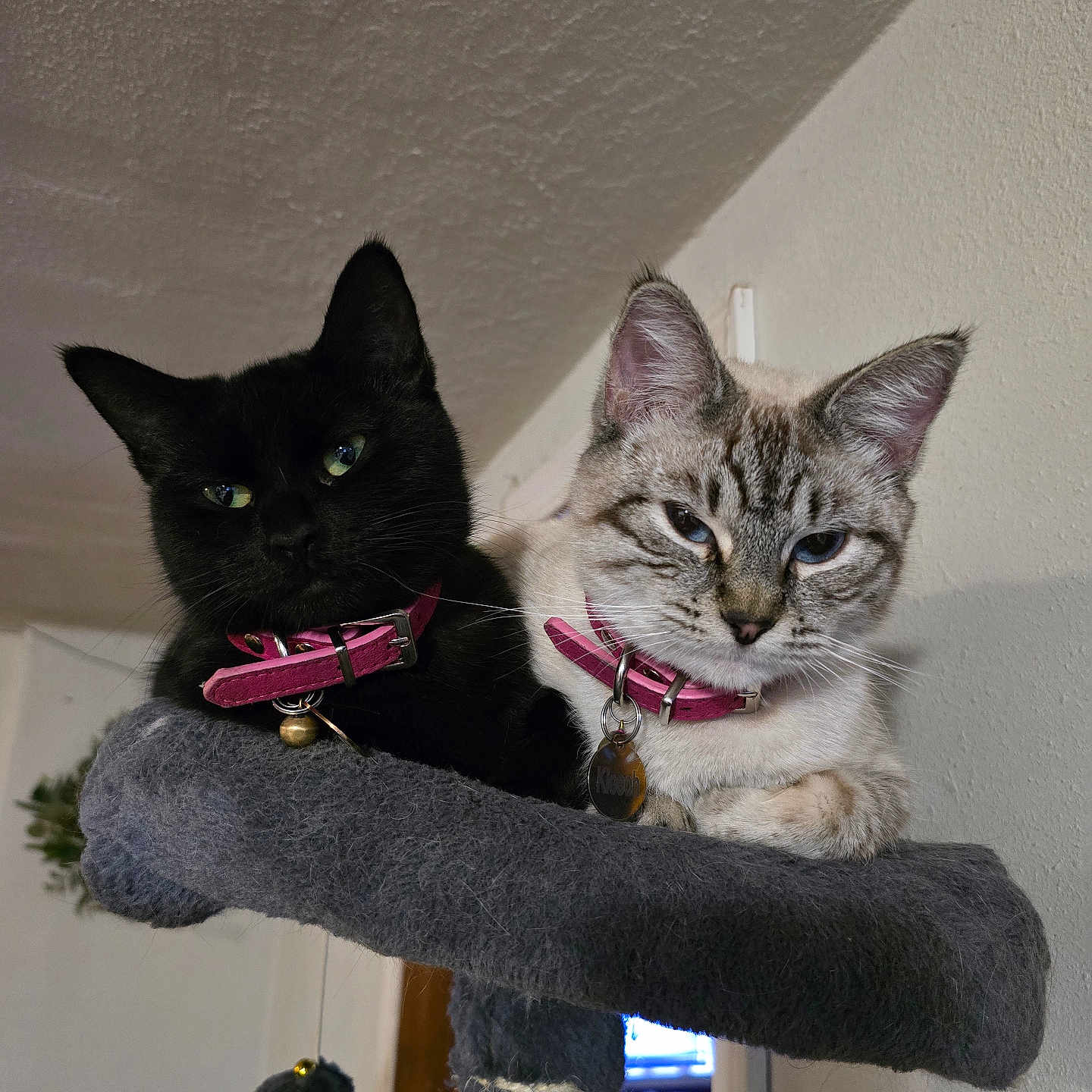 Sybyl And Kleeoh