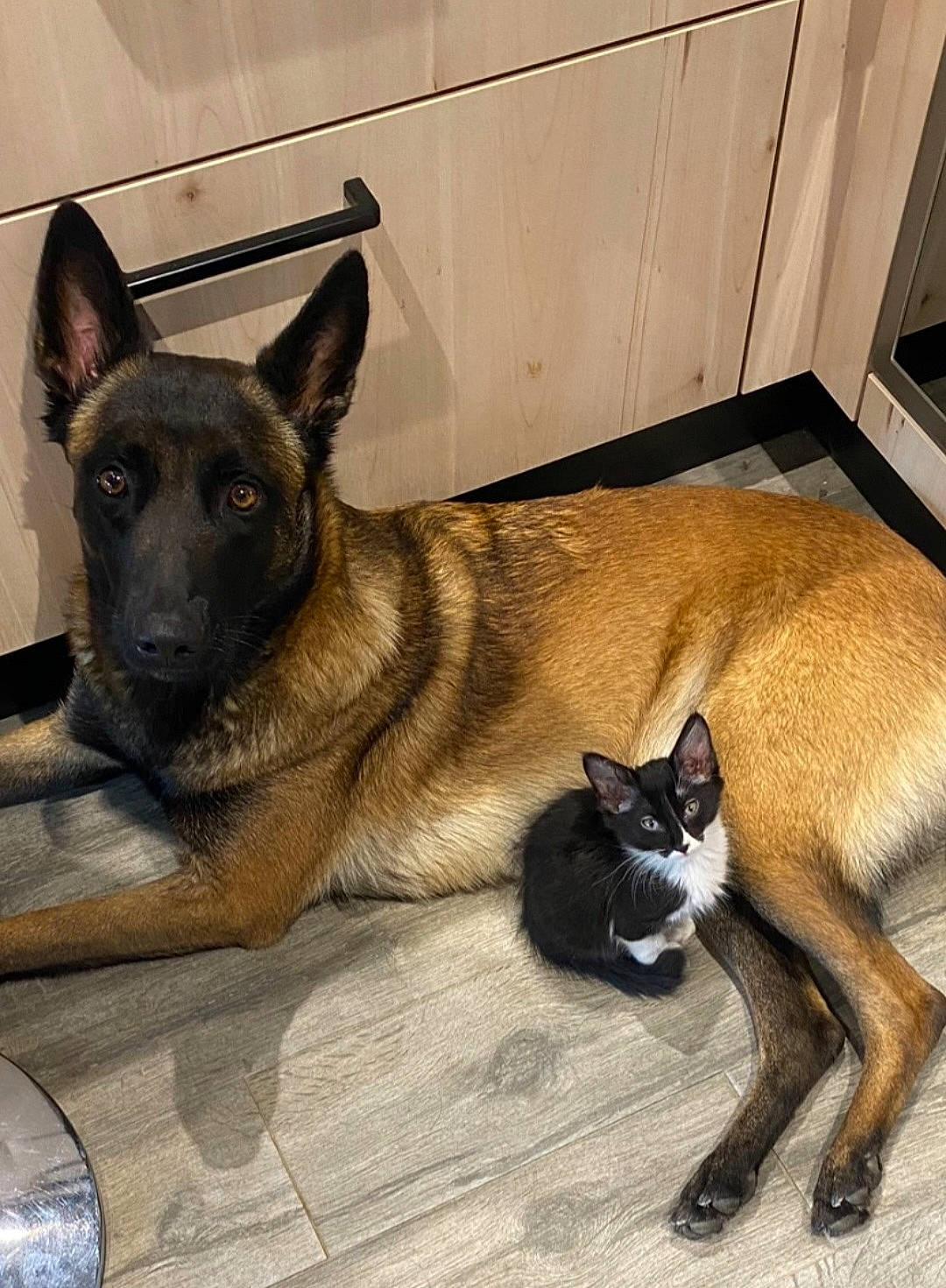 Raïka a rejoint le concours — aidez-le/la à gagner de superbes lots ! canidae, carnivore, cat, companion_dog, dog, dog_breed, fawn, felidae, flooring, fur, german_shepherd_dog, hardwood, small_to_medium_sized_cats, snout, sporting_group, tail, whiskers, wood, working_animal, working_dog