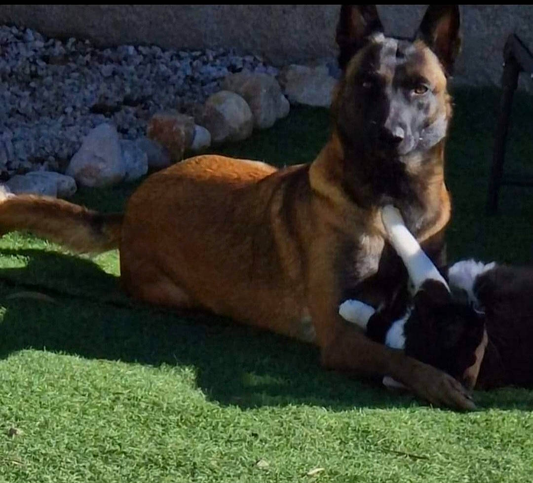 Raïka a rejoint le concours — aidez-le/la à gagner de superbes lots ! ancient_dog_breeds, canidae, carnivore, companion_dog, dog, dog_breed, fawn, fur, german_shepherd_dog, grass, herding_dog, non_sporting_group, snout, sporting_group, street_dog, tail, terrestrial_animal, wildlife, working_animal, working_dog