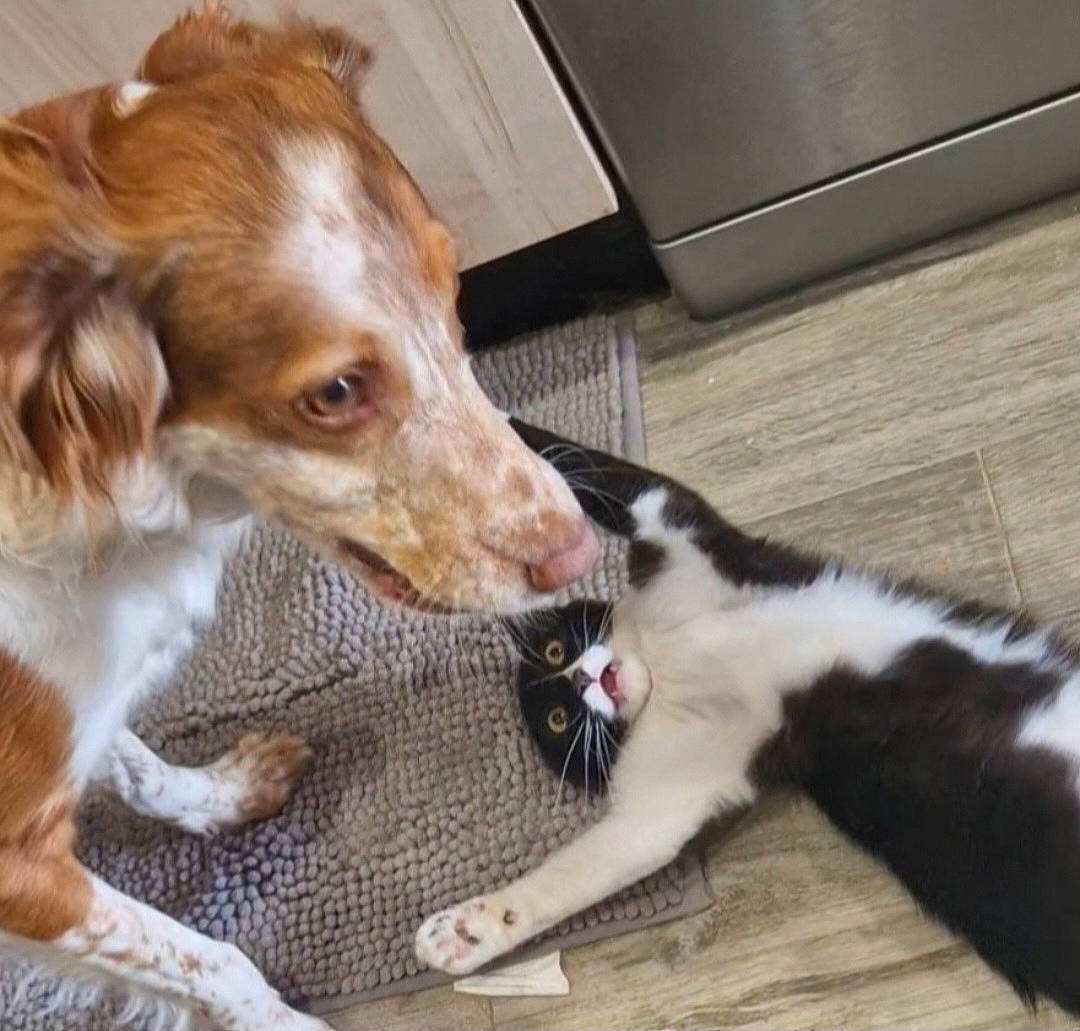 Una a rejoint le concours — aidez-le/la à gagner de superbes lots ! brittany, canidae, carnivore, collar, companion_dog, dog, dog_breed, flooring, fur, hardwood, irish_red_and_white_setter, liver, sporting_group, whiskers, working_animal, working_dog