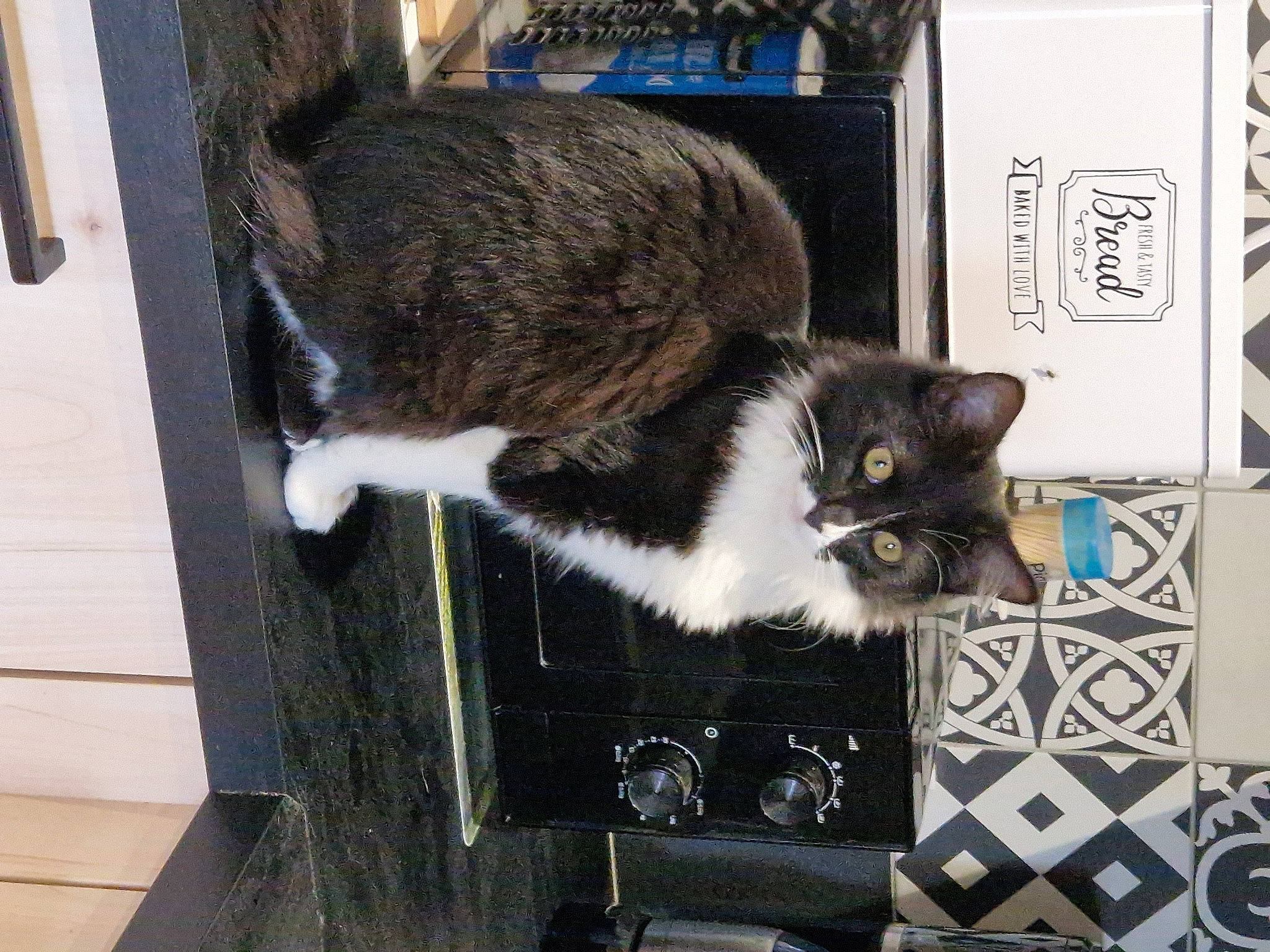 Una a rejoint le concours — aidez-le/la à gagner de superbes lots ! box, carnivore, cat, cat_furniture, cat_supply, comfort, domestic_short_haired_cat, door, felidae, fur, grey, pet_supply, rectangle, small_to_medium_sized_cats, tail, whiskers, window, wood