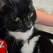 Norman is registered to the contest to win money with this photo: cat, tuxedo_cat, black_and_white, pet, feline, close_up, portrait, golden_eyes, whiskers, fur, indoors, cozy, blanket, relaxed, looking_at_camera, animal, face, head, black_fur, white_fur