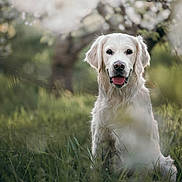 Tosca participe au concours pour gagner de l'argent avec cette photo : animal, bird, canine, cockerspaniel, dog, eskimodog, goldenretriever, grass, hound, labradorretriever, pet, plant, pointer, poodle, puppy, terrier, whitedog