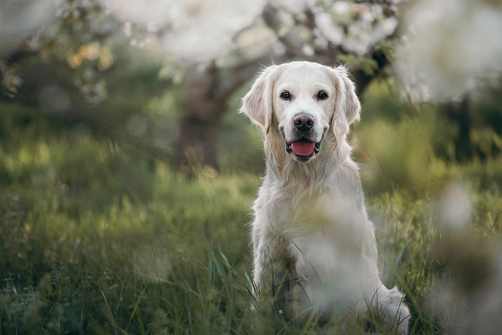 Tosca participe au concours pour gagner de l'argent avec cette photo : animal, bird, canine, cockerspaniel, dog, eskimodog, goldenretriever, grass, hound, labradorretriever, pet, plant, pointer, poodle, puppy, terrier, whitedog