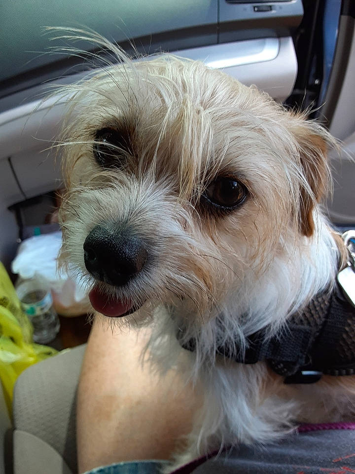 Star is registered to the contest to win money with this photo: biewer_terrier, carnivore, companion_dog, dog, dog_breed, dog_collar, fur, small_terrier, snout, sporting_group, terrier, toy_dog, vehicle_door, working_animal