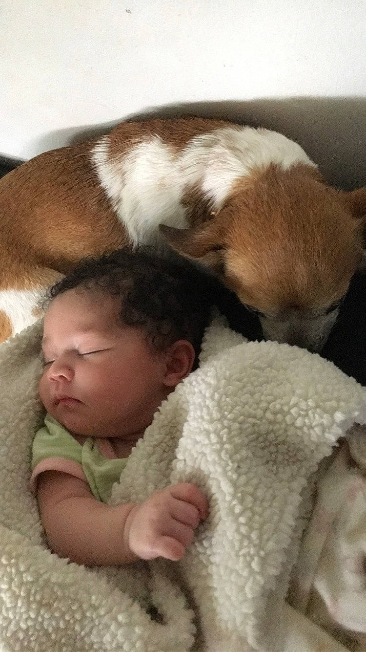 Xenia joined the competition — help win amazing prizes! baby, baby_sleeping, baby_toddler_clothing, bedtime, comfort, companion_dog, ear, fawn, felidae, fur, head, lap, linens, mammal, nap, person, small_to_medium_sized_cats, toddler, vertebrate, whiskers