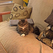 Bubba joined the competition — help win amazing prizes! cat, tabby, couch, pillow, indoor, pet, feline, fur, relaxed, window, blinds, home, comfort, animal, mammal, resting, domestic, cute, whiskers, tail
